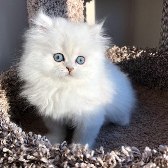 white persian kittens for sale