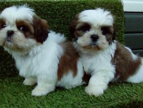 West Palm Beach : Cute Shitzu Puppies For Adoption Shih Tzu