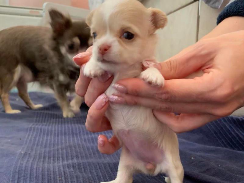 kc registered chihuahua