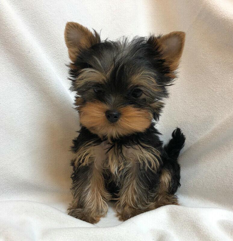 Lake Charles : Beautiful Teacup Yorkie Puppies Yorkshire Terriers