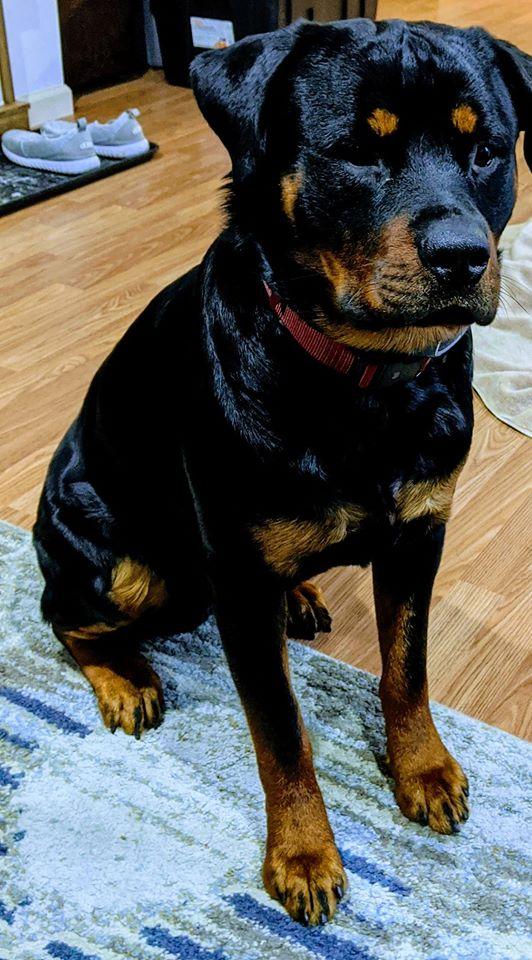 St. Louis : 18 Month Rottweiler Akc Papers Rottweilers