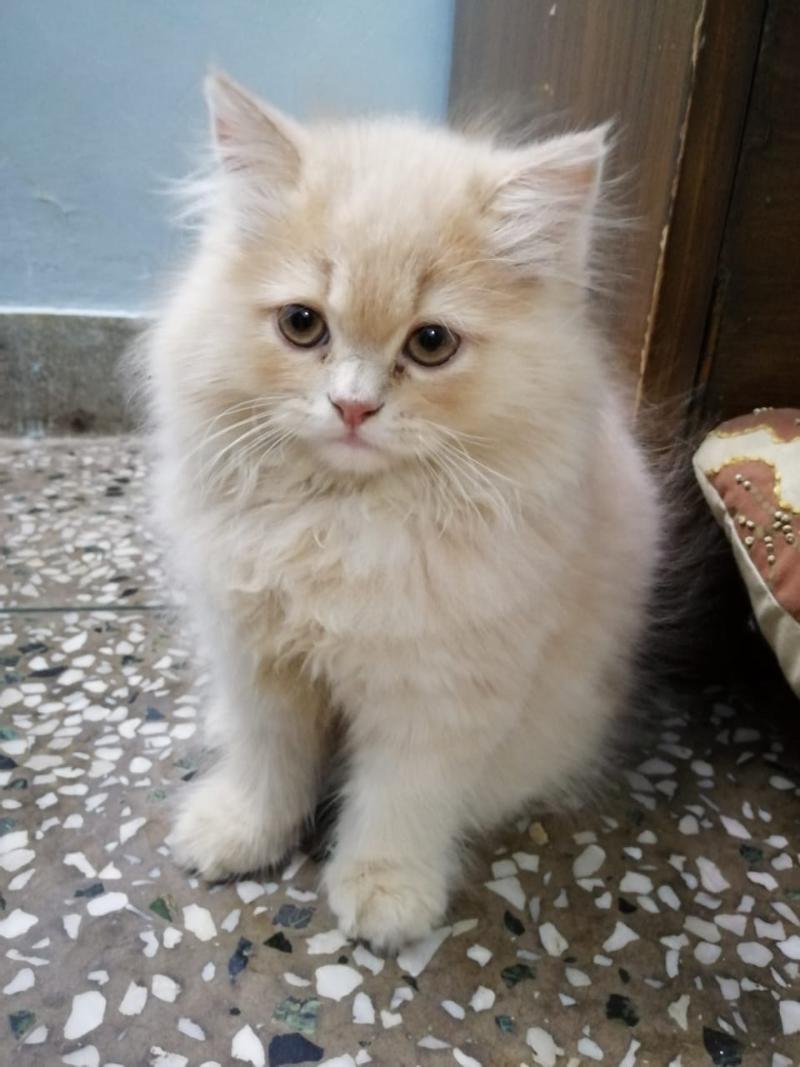 Huntsville : Persian Kittens For Sale Everything Else