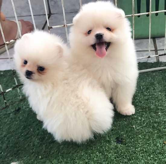 Little Rock Adorable Pomeranian Puppies Available