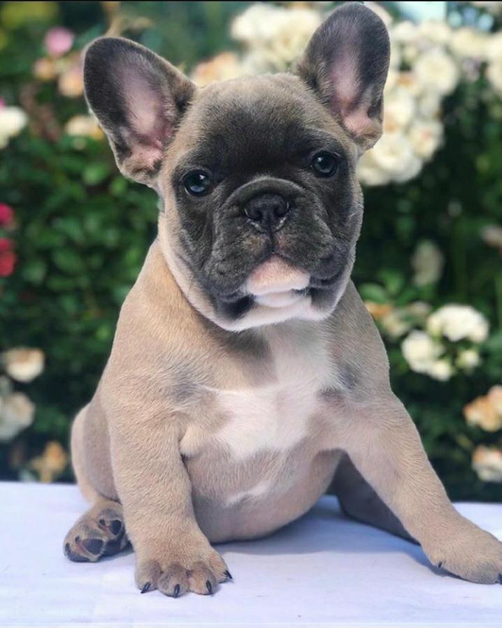French Bulldog Puppies Oregon For Sale Mini French