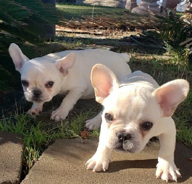 Los Angeles Purebred French Bulldog Puppies Available