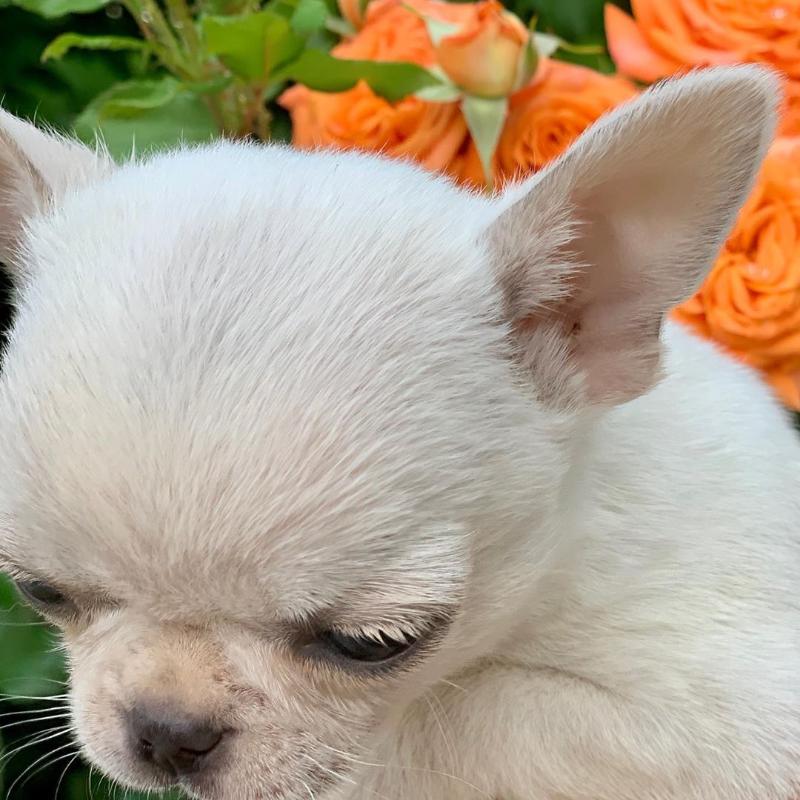 Fort Worth Beautiful Chihuahua Puppies For Adoption