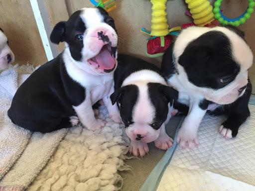 Kansas City Boston Terrier Puppies For Sale Near Me