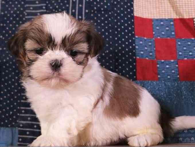 Birmingham Beautiful Shih Tzu Babies Shih Tzu