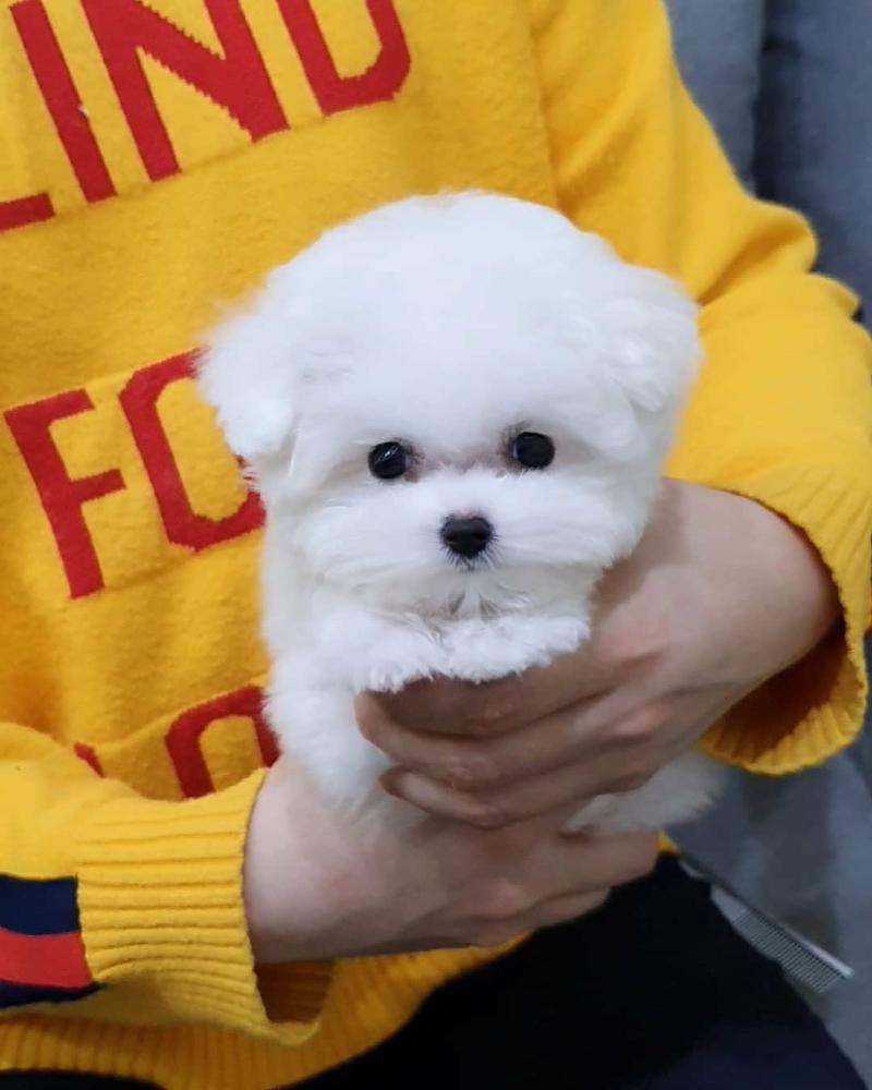 Fort Lauderdale Bichon Frise Puppies For Sale Bichons Frise