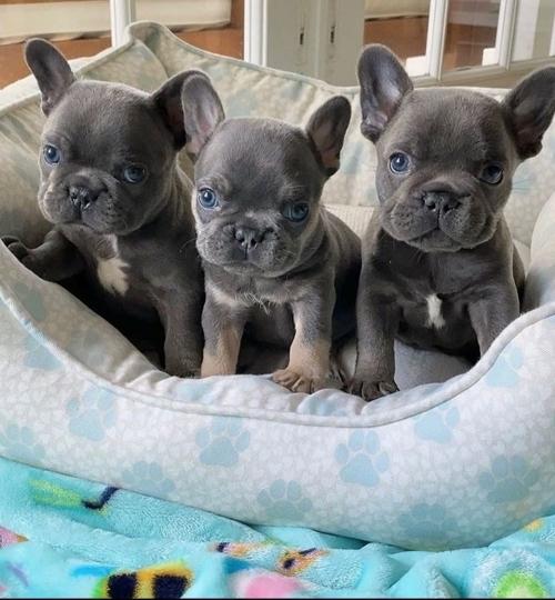 Los Angeles Blue Merle French Bulldog Pups French Bulldogs
