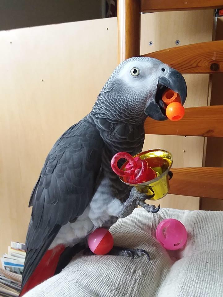 Albany : Good Talkative Congo African Grey Parrots For Sale African Grey