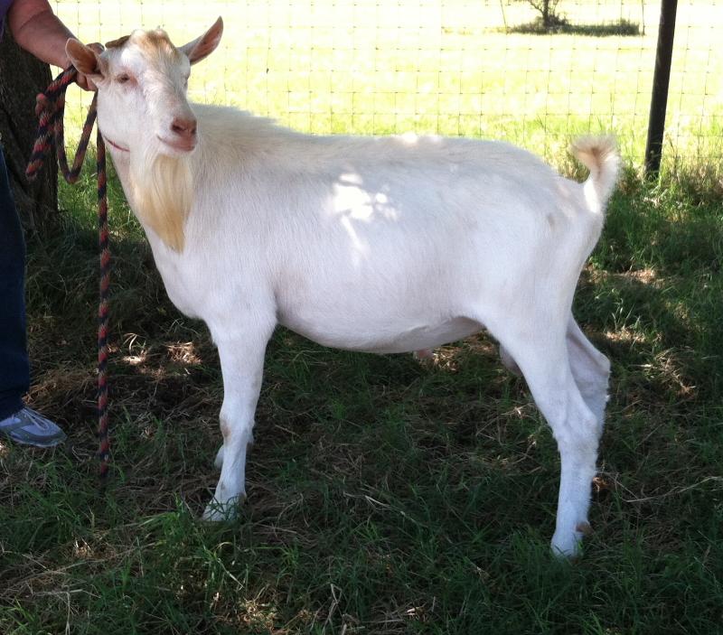 Evansville : Alpine Goats For Sale Goats