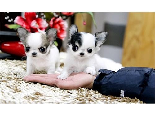 Queens Healthy Teacup Chihuahua Puppies Chihuahuas