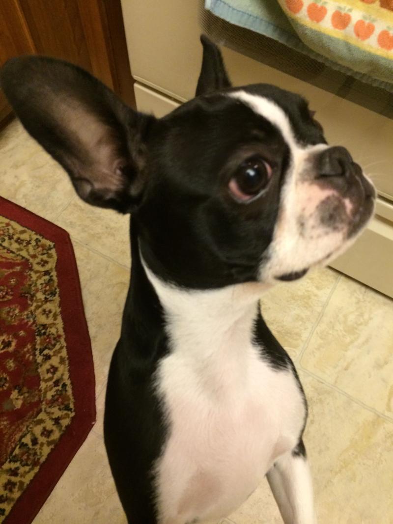 Sacramento Very Healthy And Cute Boston Terrier Puppies
