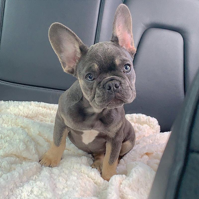 Sacramento Quality French Bulldog Puppies 7575517341