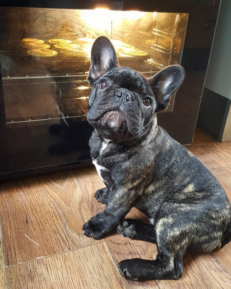 Sacramento Quality French Bulldog Puppies 7575517341