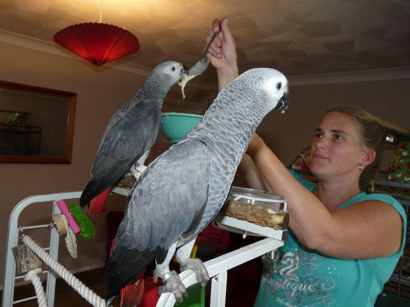 Los Angeles : Male And Female African Grey Parrots African Grey