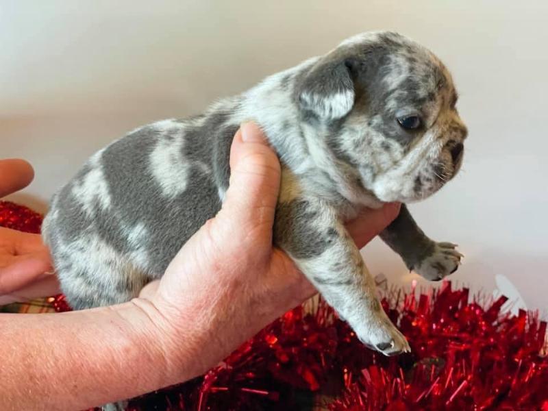 Huntsville Adorable French Bulldog Puppies For Sale