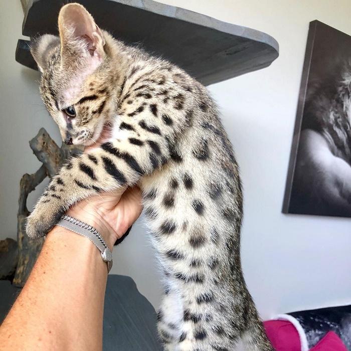 Male Serval Kitten for Sale